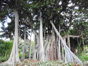 More Ficus Macrophylia 'Lord Howe'            
